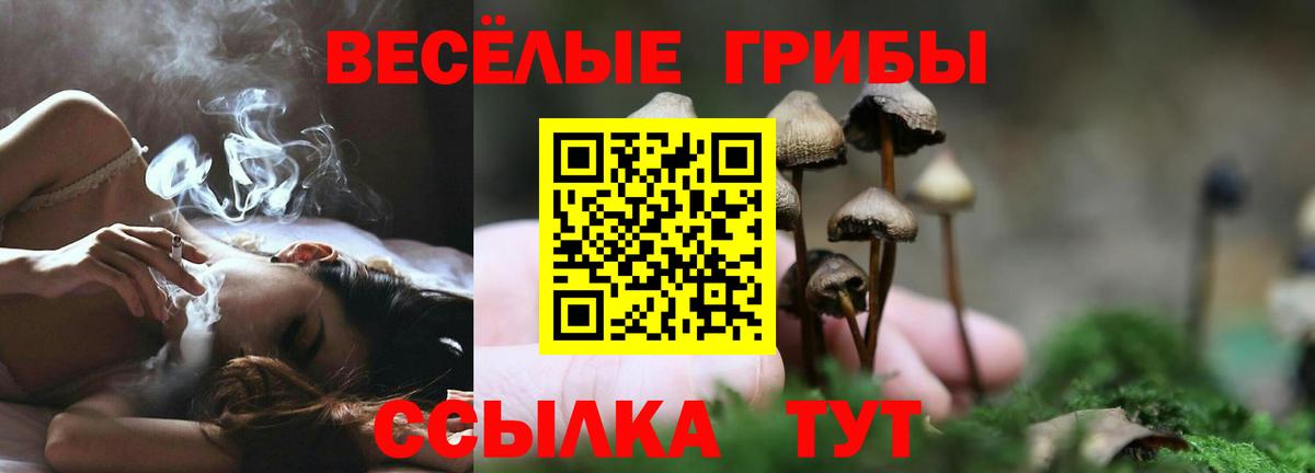 Галлюциногенные грибы мицелий  где можно купить   Вход с VPN  Советск  Галлюциногенные грибы Psilocybe 